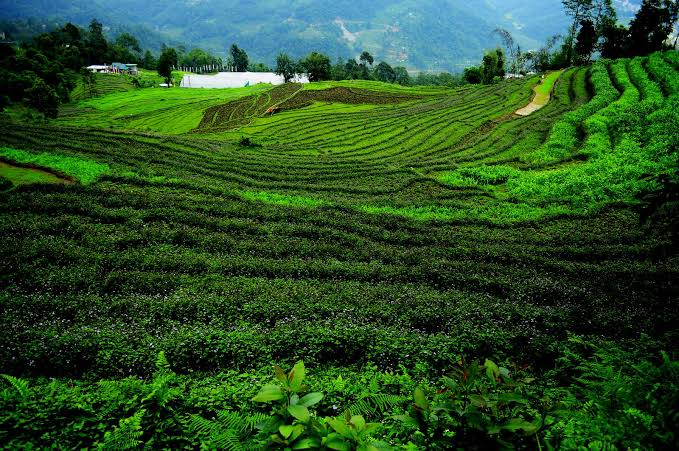 Mission organic Sikkim with former Chief minister Pawan Chamling 1 Chamling accuses SKM govt of putting organic mission in the backburner as Sikkim completes 6 years as organic state