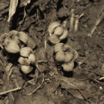 Gastrodia sikkimensis