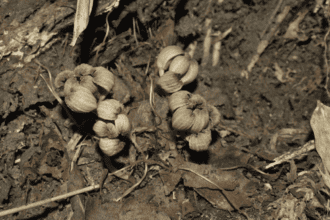 Gastrodia sikkimensis