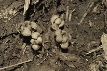 Gastrodia sikkimensis