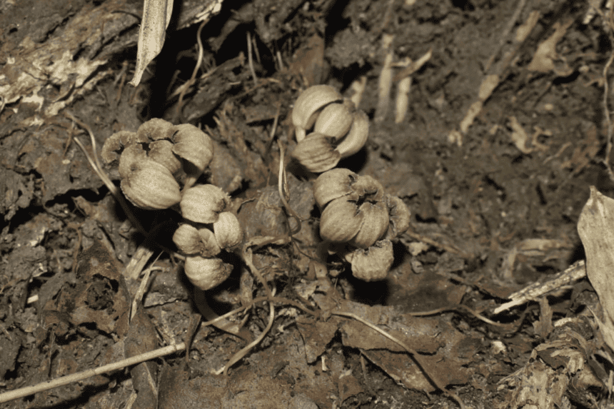 Gastrodia sikkimensis