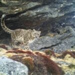 On the occasion of fifty years of statehood the state government has released the official census of the snow leopards in Sikkim.