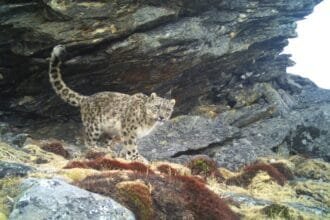 On the occasion of fifty years of statehood the state government has released the official census of the snow leopards in Sikkim.