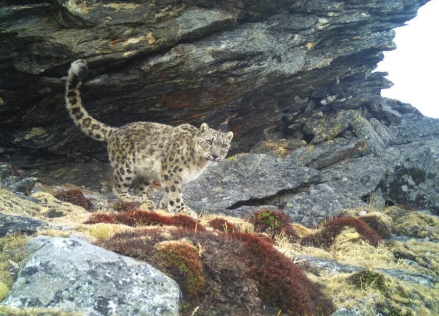 On the occasion of fifty years of statehood the state government has released the official census of the snow leopards in Sikkim.