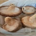 Sustainable Shiitake Mushroom Cultivation: Promoting Women-Led Livelihoods through Science and Technology