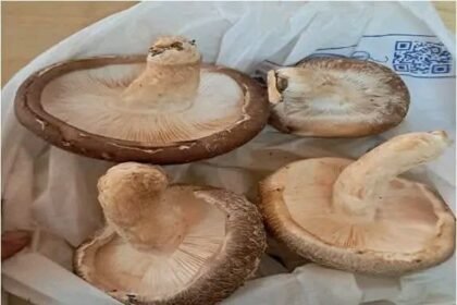 Sustainable Shiitake Mushroom Cultivation: Promoting Women-Led Livelihoods through Science and Technology