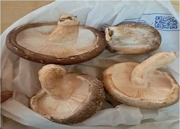 Sustainable Shiitake Mushroom Cultivation: Promoting Women-Led Livelihoods through Science and Technology