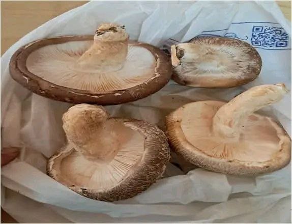 Sustainable Shiitake Mushroom Cultivation: Promoting Women-Led Livelihoods through Science and Technology