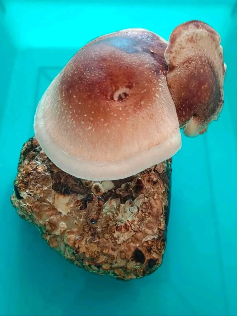 Sustainable Shiitake Mushroom Cultivation: Promoting Women-Led Livelihoods through Science and Technology