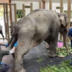 Joymoti Arrives at Vantara for Urgent Medical Care Following Flood Rescue