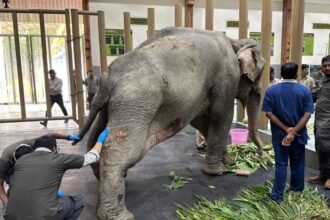 Joymoti Arrives at Vantara for Urgent Medical Care Following Flood Rescue