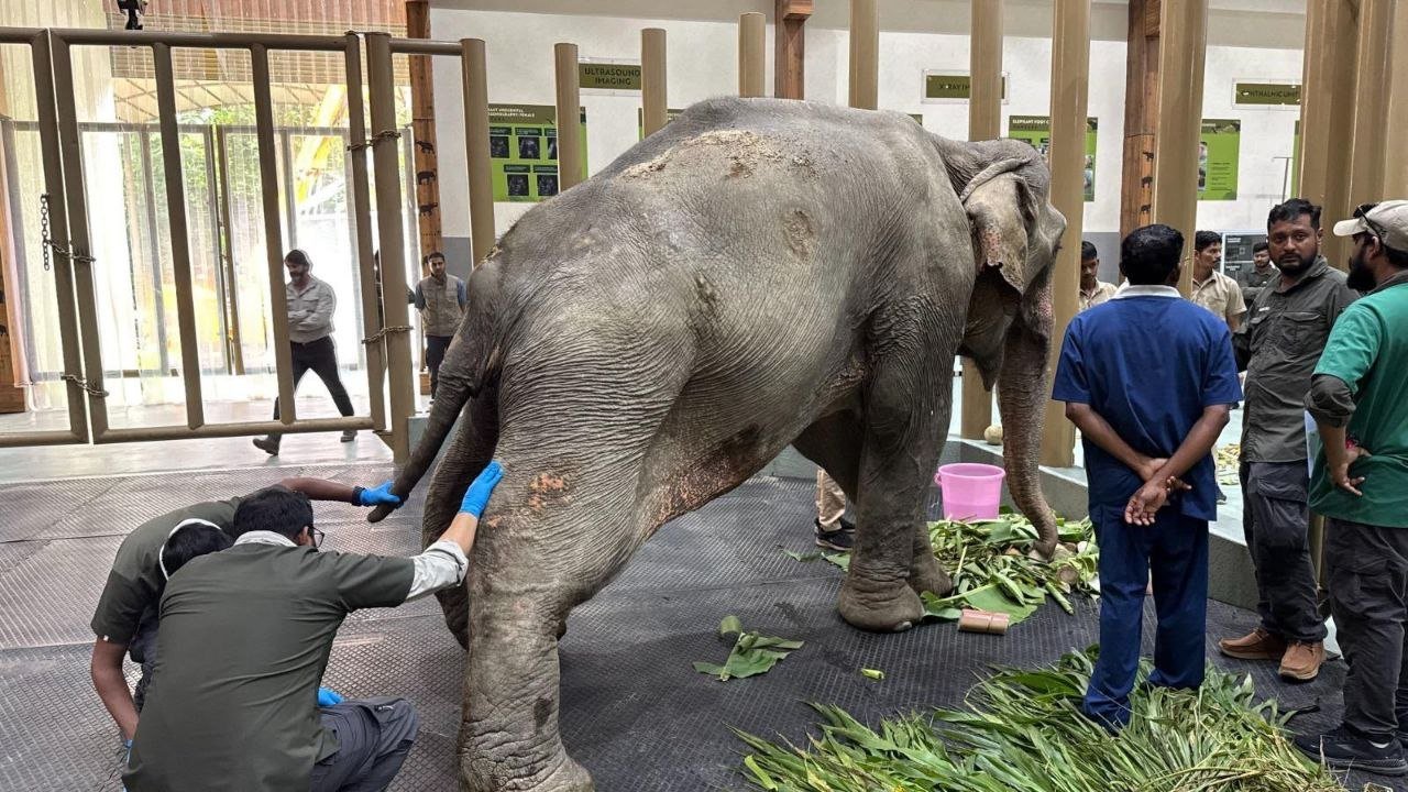Elephant Joymoti Airlifted to Vantara for Urgent Medical Care After Nagaland Flood Rescue